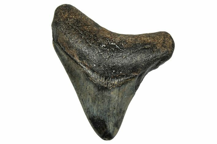 Juvenile Megalodon Tooth - North Carolina #355874